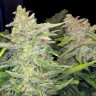 купить мощные семена конопли Auto Blueberry x Blue Mystic feminised купить мощные семена конопли Auto Blueberry x Blue Mystic feminised