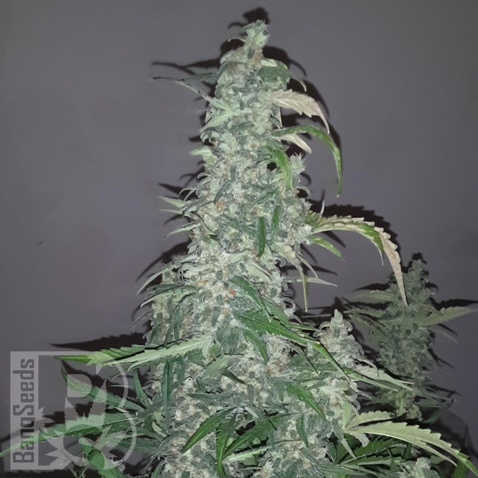 Семена марихуаны  Auto Wappa feminised Ganja Seeds