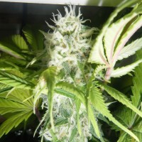 Puta Madre Kush feminised Ganja Seeds