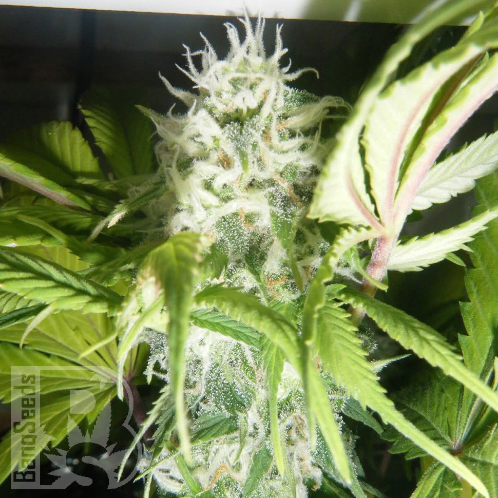 Семена  Puta Madre Kush feminised Ganja Seeds