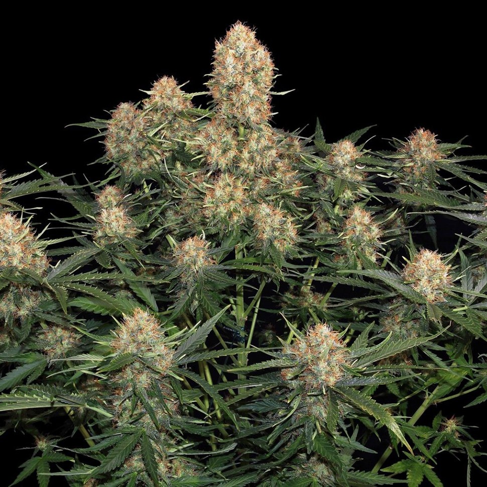 Семена марихуаны  Original Skunk feminised Ganja Seeds