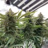 заказать семена конопли Казахстан Auto Sweet Special reg заказать семена конопли Казахстан Auto Sweet Special reg