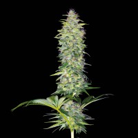 Northern Lights x White Widow feminised Ganja Seeds