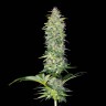 купить семена конопли с доставкой Northern Lights x White Widow feminised купить семена конопли с доставкой Northern Lights x White Widow feminised