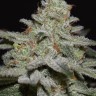 Семена ганжа  Northern Lights x White Widow feminised Ganja Seeds Семена ганжа  Northern Lights x White Widow feminised Ganja Seeds