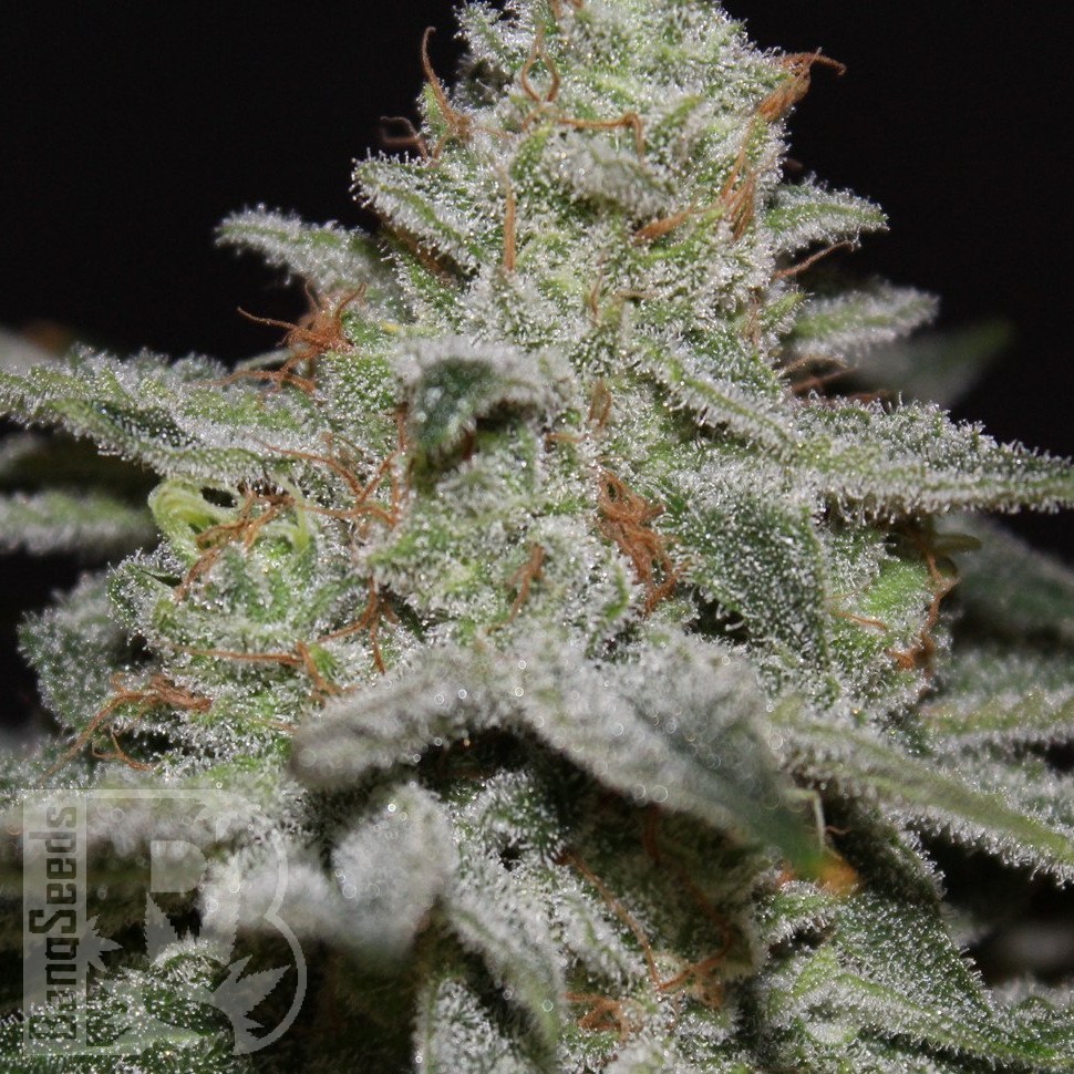 Семена ганжа  Northern Lights x White Widow feminised Ganja Seeds Семена ганжа  Northern Lights x White Widow feminised Ganja Seeds