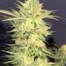 Семена ганжа  Northern Lights x White Widow feminised Ganja Seeds Семена ганжа  Northern Lights x White Widow feminised Ganja Seeds