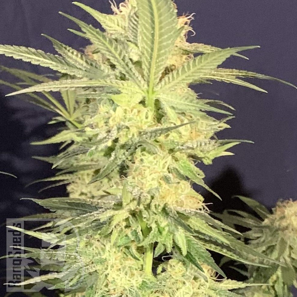 Семена ганжа  Northern Lights x White Widow feminised Ganja Seeds Семена ганжа  Northern Lights x White Widow feminised Ganja Seeds
