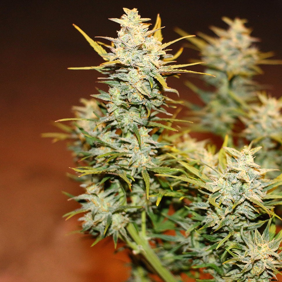 Семена каннабиса  Auto Dolche Cheese feminised Ganja Seeds