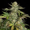 купить качественные семена конопли Auto Dolche Cheese feminised купить качественные семена конопли Auto Dolche Cheese feminised