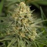 купить семена конопли феминизированные Auto Dolche Cheese feminised купить семена конопли феминизированные Auto Dolche Cheese feminised
