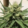 купить семена конопли индика Auto Dolche Cheese feminised купить семена конопли индика Auto Dolche Cheese feminised