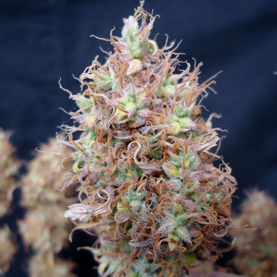 Семена  Auto Malana Bomb feminised Ganja Seeds