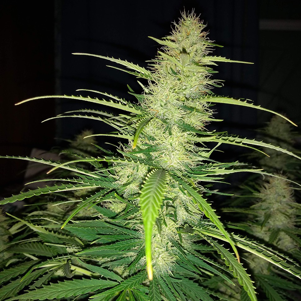 Семена ганжа  Auto Biggest Bud feminised Victory Seeds