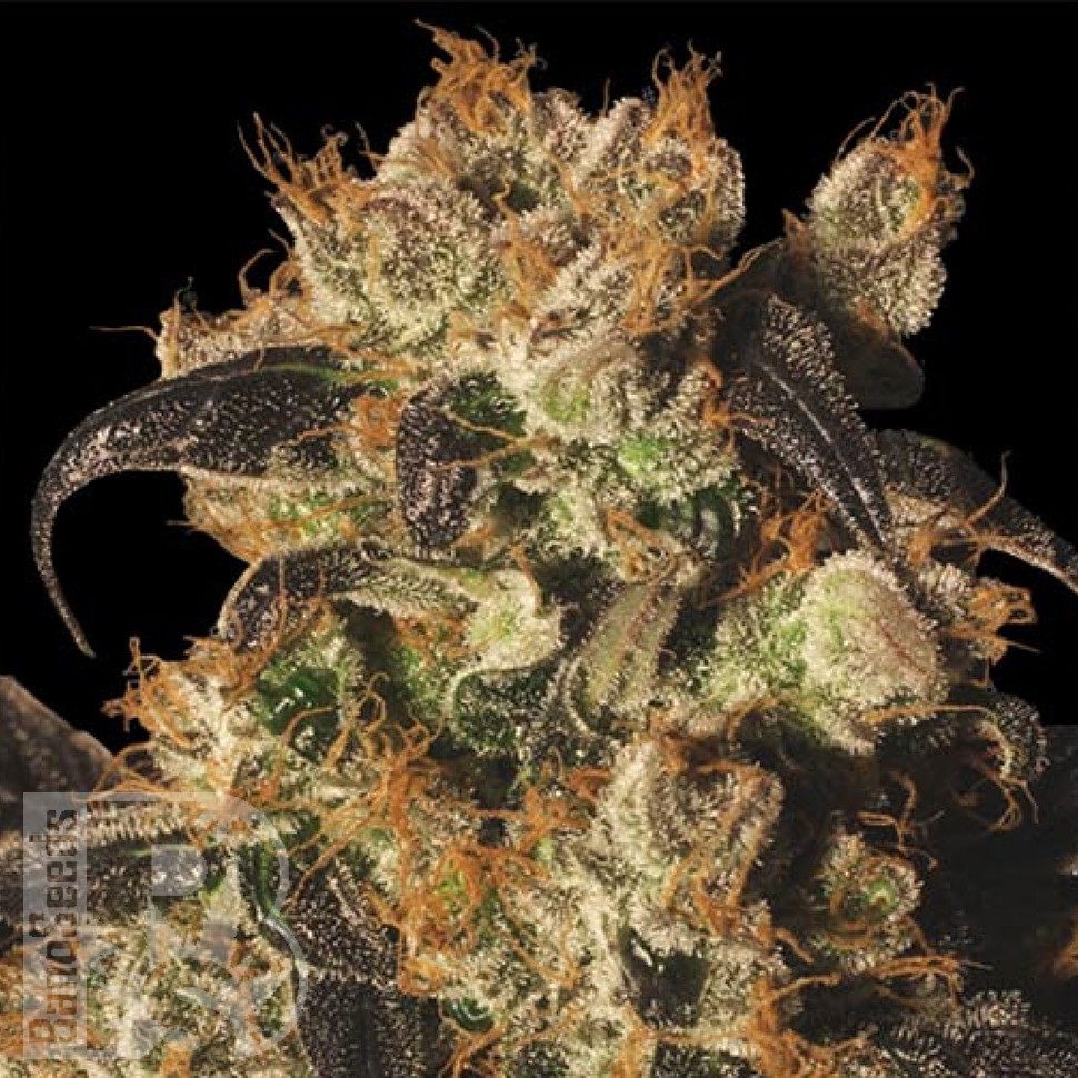 Семена ганжа  Auto White Berry feminised Ganja Seeds