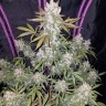 Семена ганжа  Auto White Berry feminised Ganja Seeds Семена ганжа  Auto White Berry feminised Ganja Seeds