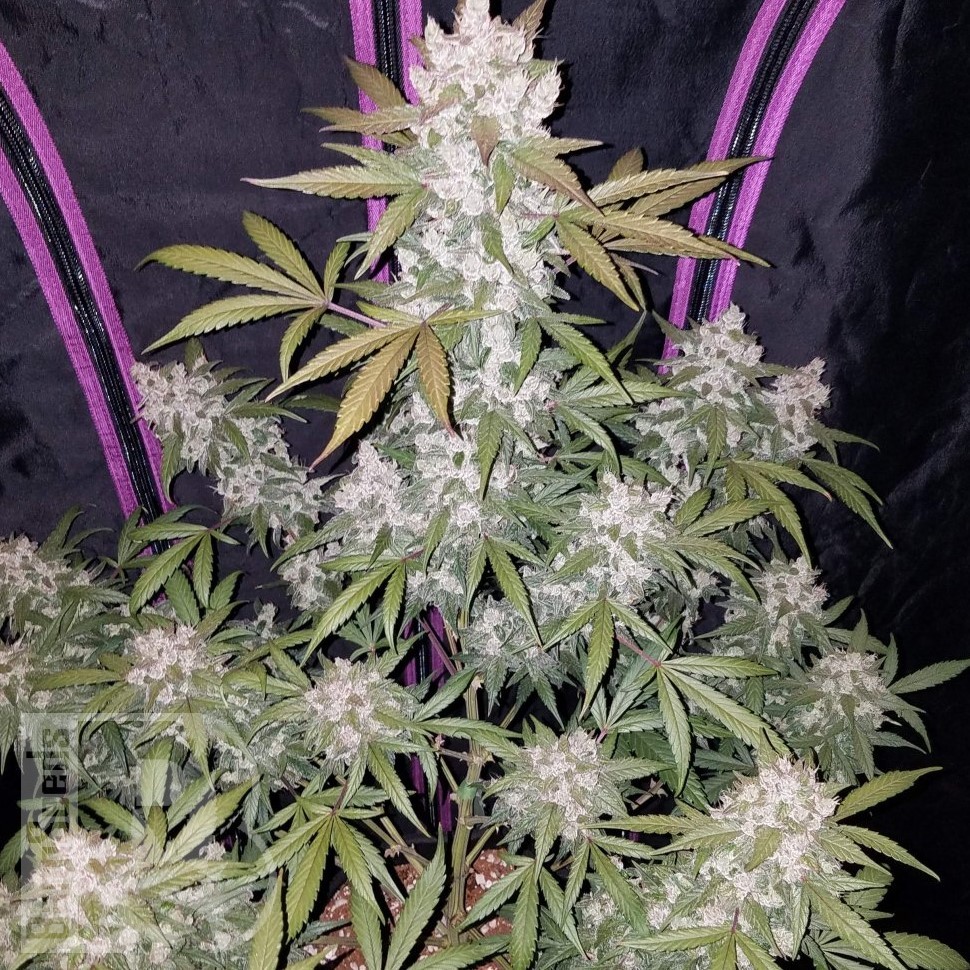Семена ганжа  Auto White Berry feminised Ganja Seeds Семена ганжа  Auto White Berry feminised Ganja Seeds