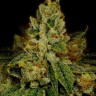 Семена ганжа  Auto White Berry feminised Ganja Seeds Семена ганжа  Auto White Berry feminised Ganja Seeds