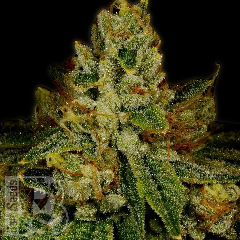 Семена ганжа  Auto White Berry feminised Ganja Seeds Семена ганжа  Auto White Berry feminised Ganja Seeds