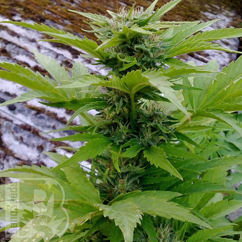 Семена конопли  Russian Rocket Fuel feminised Ganja Seeds