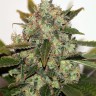 Семена конопли  Russian Rocket Fuel feminised Ganja Seeds Семена конопли  Russian Rocket Fuel feminised Ganja Seeds