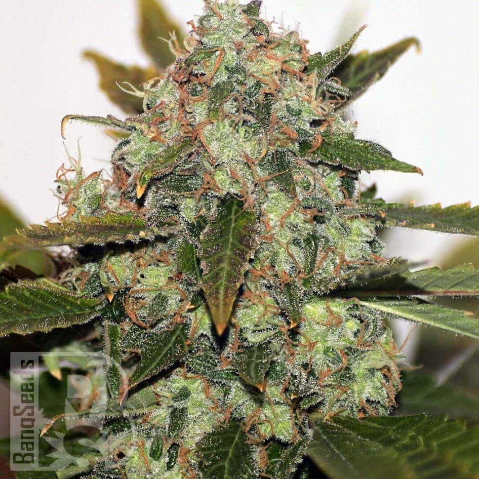 Семена конопли  Russian Rocket Fuel feminised Ganja Seeds Семена конопли  Russian Rocket Fuel feminised Ganja Seeds