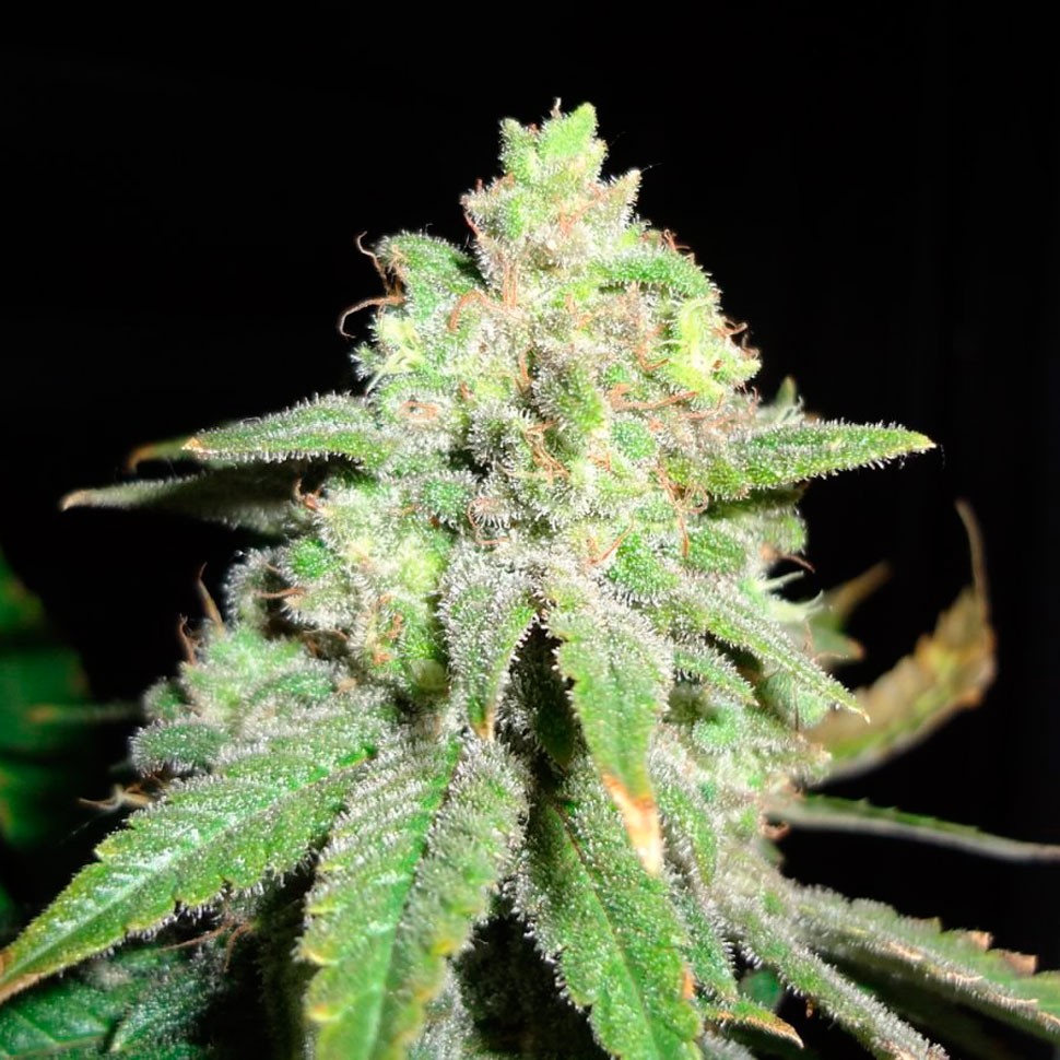 купить семена конопли в фирменной упаковке Auto White Widow feminised купить семена конопли в фирменной упаковке Auto White Widow feminised
