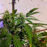 купить семена конопли элитных сортов Auto White Widow feminised купить семена конопли элитных сортов Auto White Widow feminised