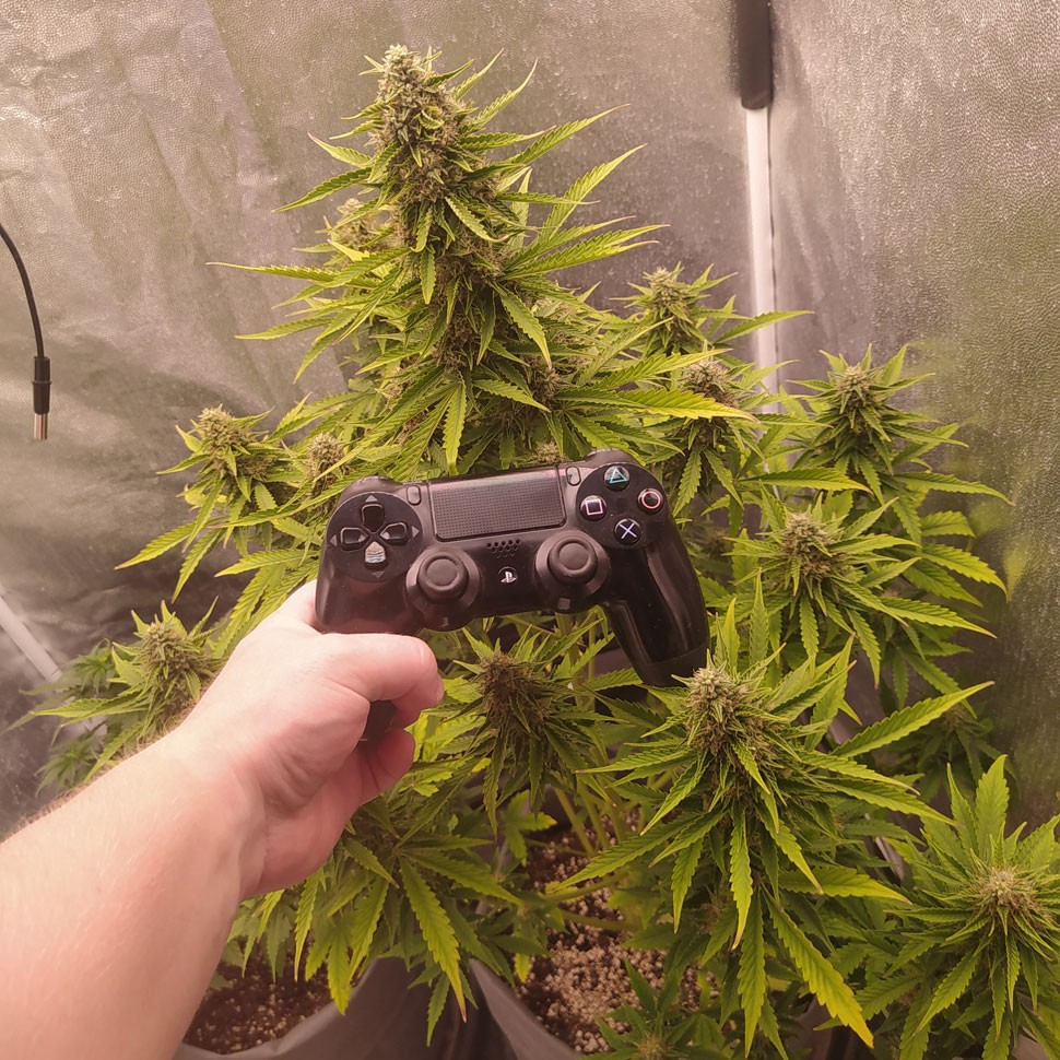 заказать Auto White Widow feminised Ganja Seeds заказать Auto White Widow feminised Ganja Seeds