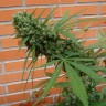 купить качественные семена конопли Sensi Star feminised купить качественные семена конопли Sensi Star feminised