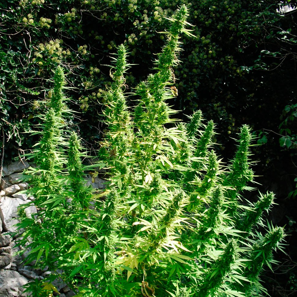 купить семена конопли аутдор Auto Critical regular купить семена конопли аутдор Auto Critical regular