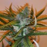 купить семена конопли в оригинальных упаковках Auto Chronic Ryder feminised купить семена конопли в оригинальных упаковках Auto Chronic Ryder feminised