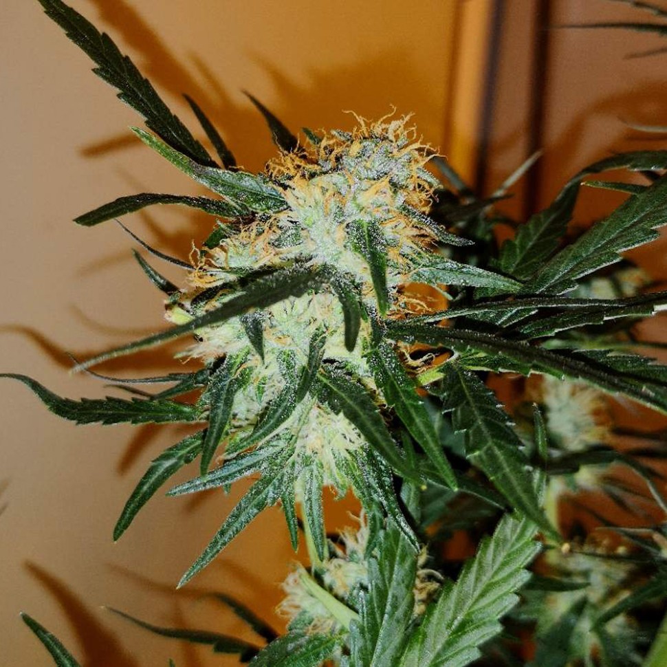 заказать семена конопли Auto Chronic Ryder feminised заказать семена конопли Auto Chronic Ryder feminised