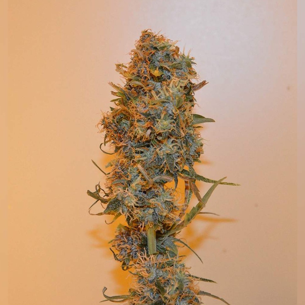 заказ семян конопли Auto Chronic Ryder feminised заказ семян конопли Auto Chronic Ryder feminised