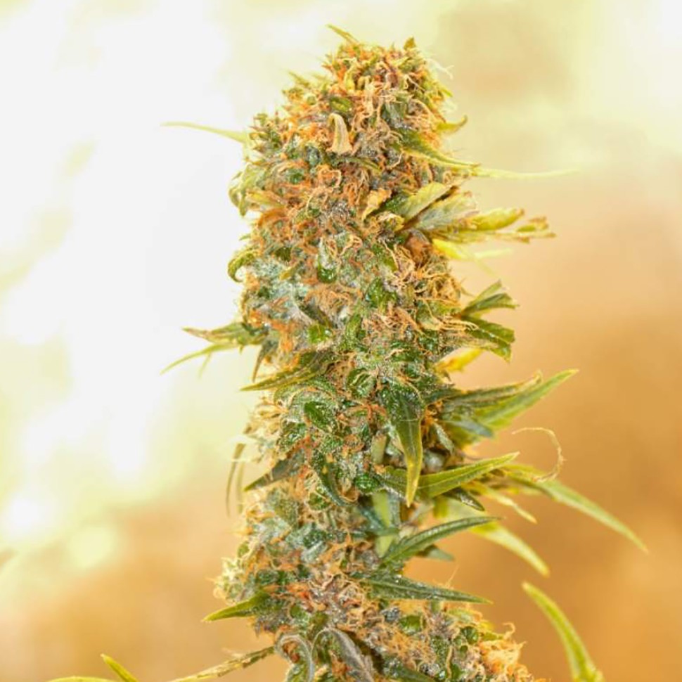 где заказать семена конопли Auto Chronic Ryder feminised где заказать семена конопли Auto Chronic Ryder feminised