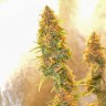 заказать семена конопли наложенным платежом Auto Chronic Ryder feminised заказать семена конопли наложенным платежом Auto Chronic Ryder feminised