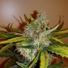 заказать семена конопли автоцвет Auto Chronic Ryder feminised заказать семена конопли автоцвет Auto Chronic Ryder feminised