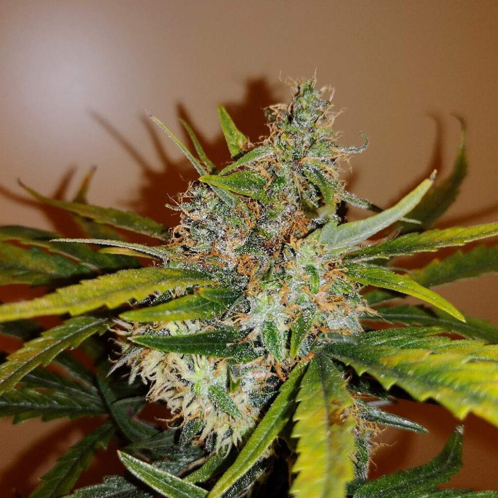 заказать семена конопли автоцвет Auto Chronic Ryder feminised заказать семена конопли автоцвет Auto Chronic Ryder feminised