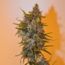 заказ семян конопли Украина  Auto Chronic Ryder feminised заказ семян конопли Украина  Auto Chronic Ryder feminised