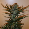 купить семена конопли Auto Chronic Ryder feminised купить семена конопли Auto Chronic Ryder feminised