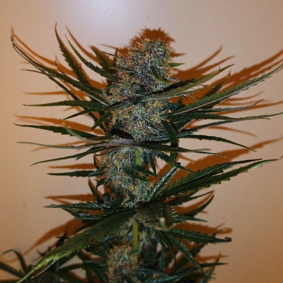 Семена марихуаны  Auto Chronic Ryder feminised Ganja Seeds