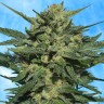 купить семена конопли в Украине Auto White Russian feminised купить семена конопли в Украине Auto White Russian feminised
