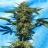 купить семена конопли Auto White Russian feminised купить семена конопли Auto White Russian feminised