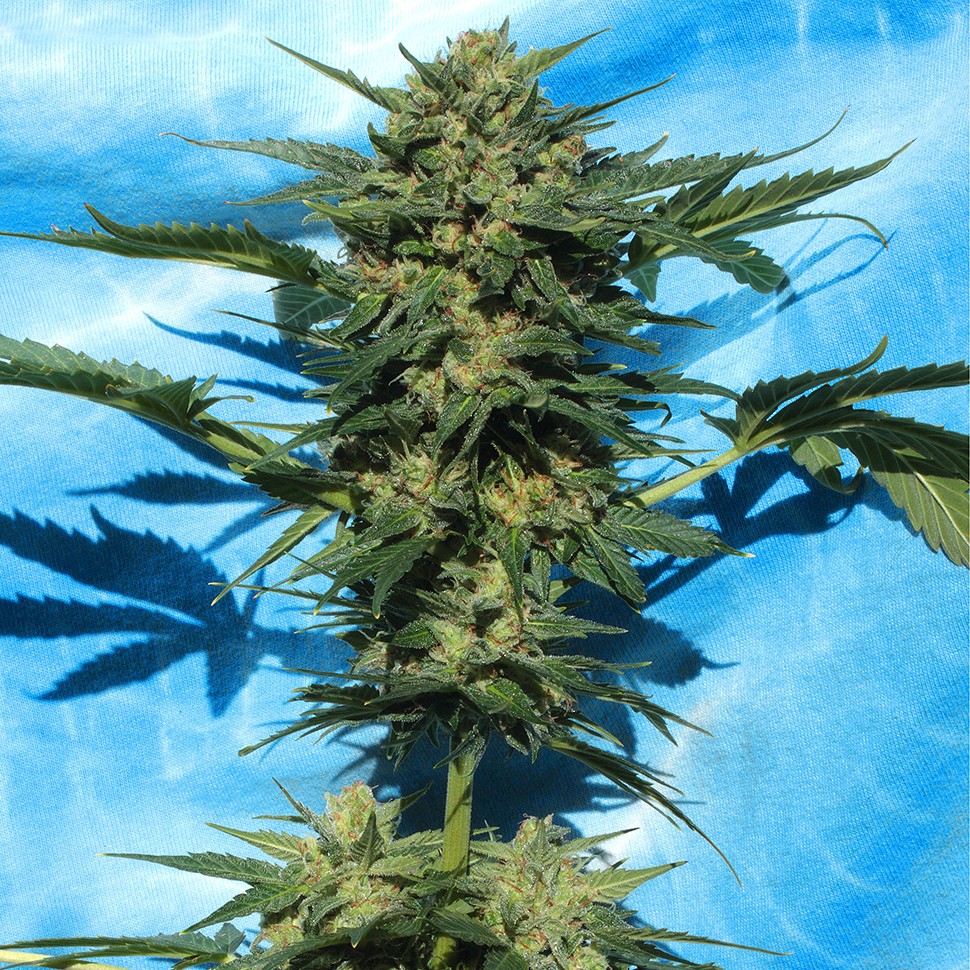 купить семена конопли Auto White Russian feminised купить семена конопли Auto White Russian feminised