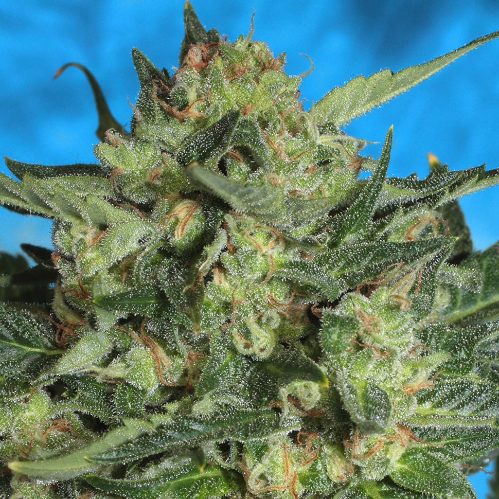 купить семена конопли недорого Auto White Russian feminised купить семена конопли недорого Auto White Russian feminised