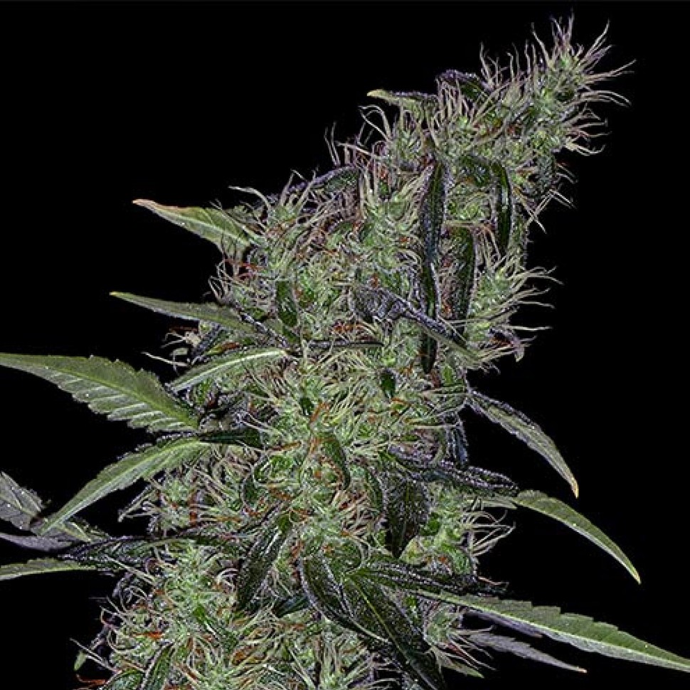 Семена  Auto Sweet Tooth x Somango feminised Ganja Seeds