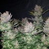 купить семена конопли Auto Dark Devil feminised купить семена конопли Auto Dark Devil feminised