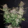 купить семена конопли недорого Auto Dark Devil feminised купить семена конопли недорого Auto Dark Devil feminised