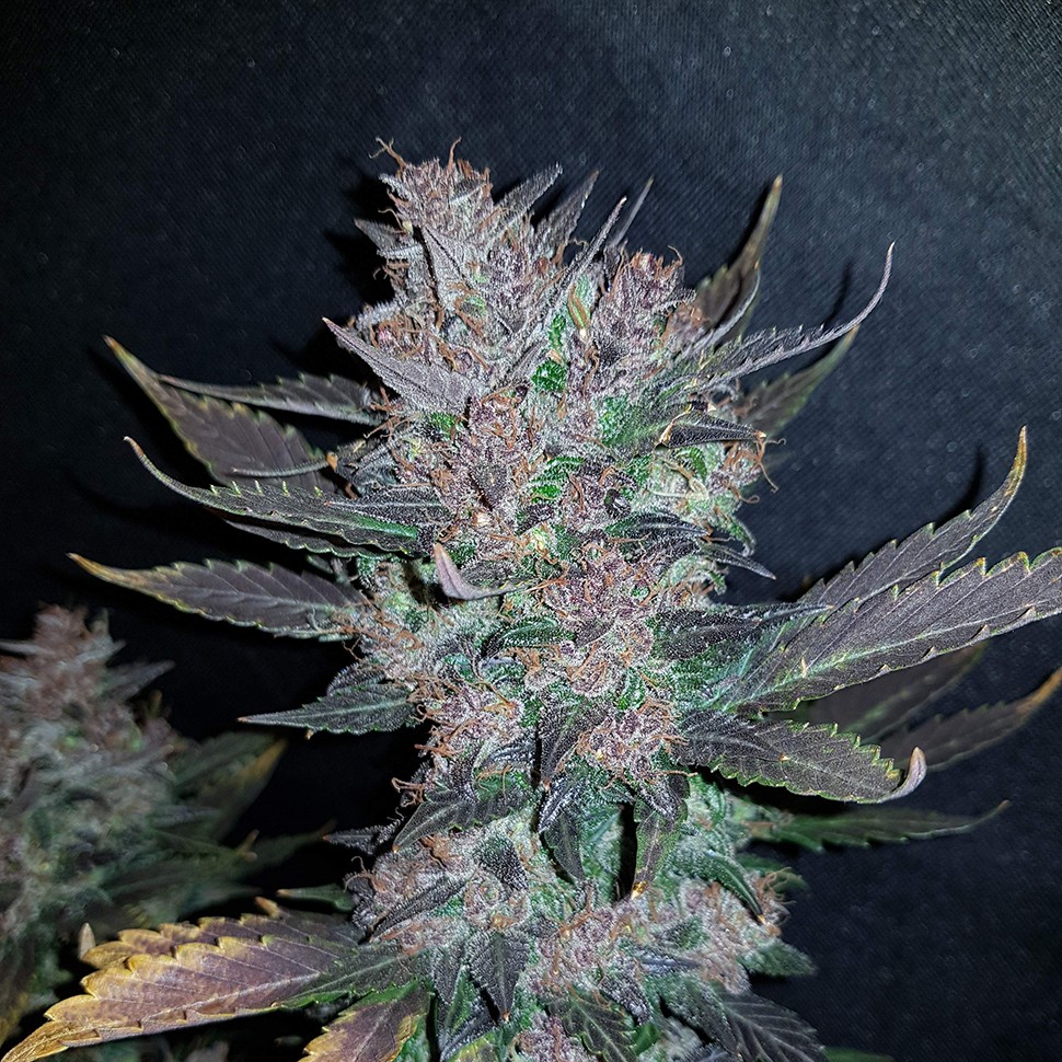 купить семена конопли в оригинальных упаковках Auto Dark Devil feminised  купить семена конопли в оригинальных упаковках Auto Dark Devil feminised