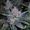 купить урожайные семена конопли Auto Dark Devil feminised купить урожайные семена конопли Auto Dark Devil feminised